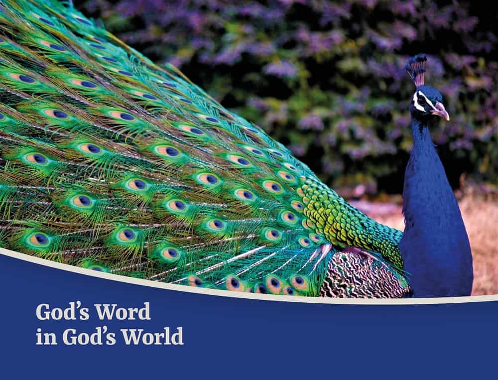PilgrimdFriend_Gods-Word-in-Gods-World